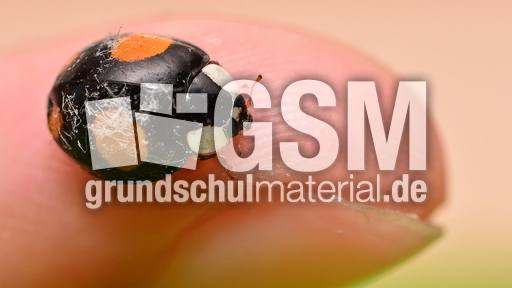 Asiatischer Marienkäfer (25).JPG